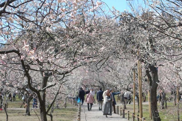 【神奈川県内・町田発】 春の風物詩!水戸偕楽園梅まつり ~TVで何度も紹介される話題の空中いちご園でいちご狩り食べ放題~3